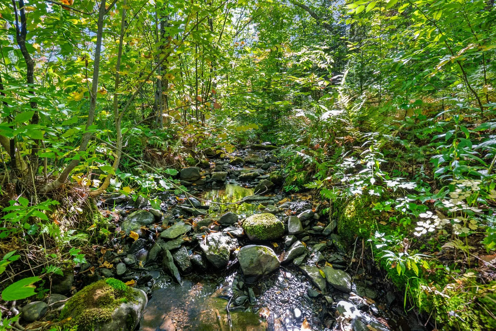Terre/Terrain